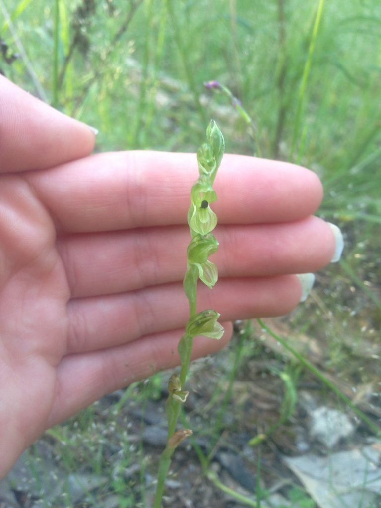 Pterostylis bicolor