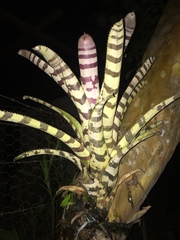 Aechmea zebrina