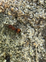 Pseudomethoca simillima