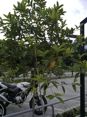 Pera arborea