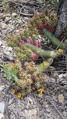 Austrocylindropuntia shaferi