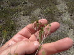 Pyxidanthera barbulata
