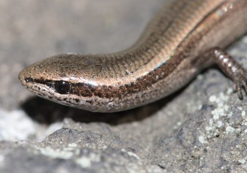 Rüppel's Snake-eyed skink