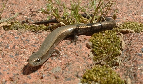 Rüppel's Snake-eyed skink