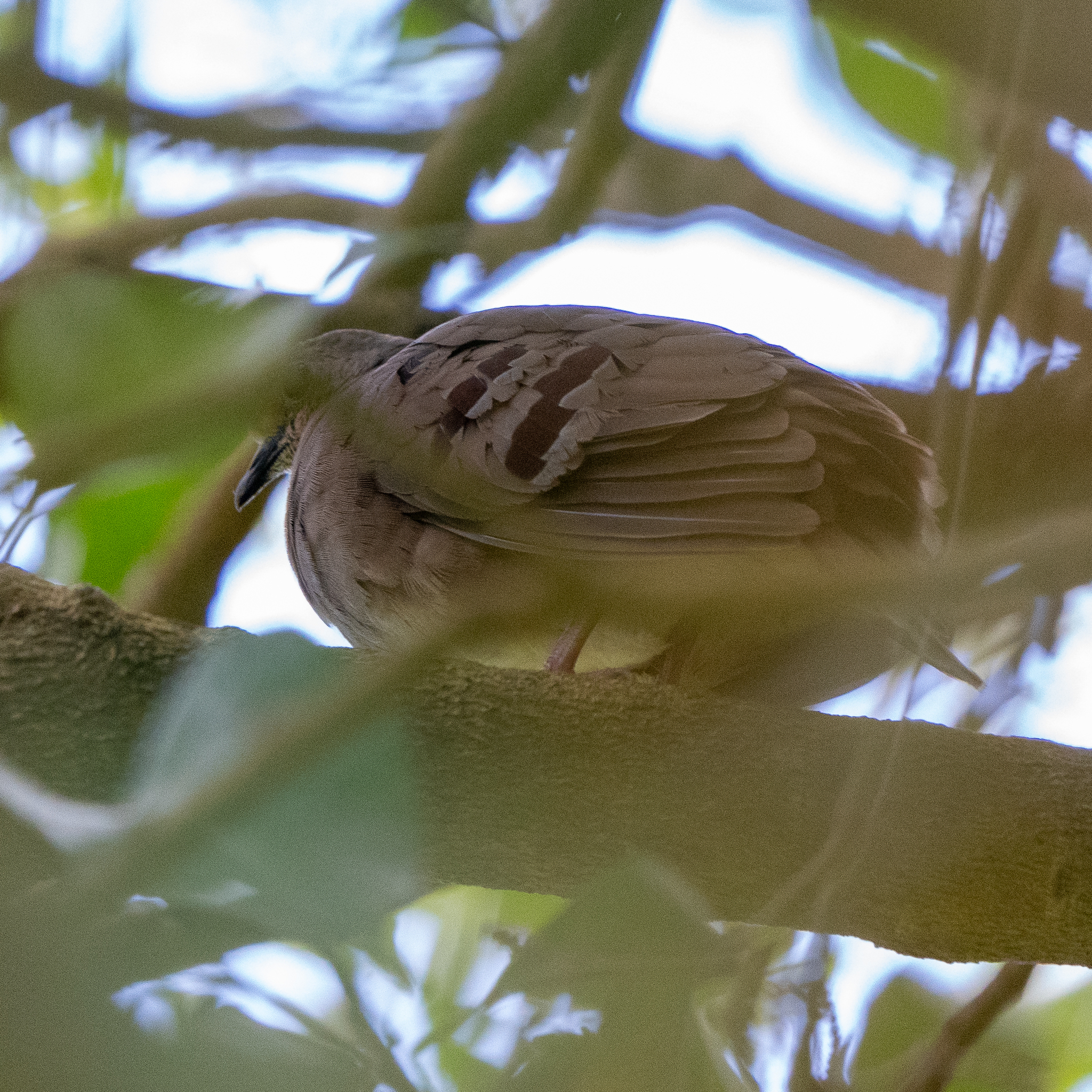 Maroon-chested Ground Dove (Paraclaravis mondetoura)