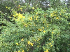 Parkinsonia texana macra