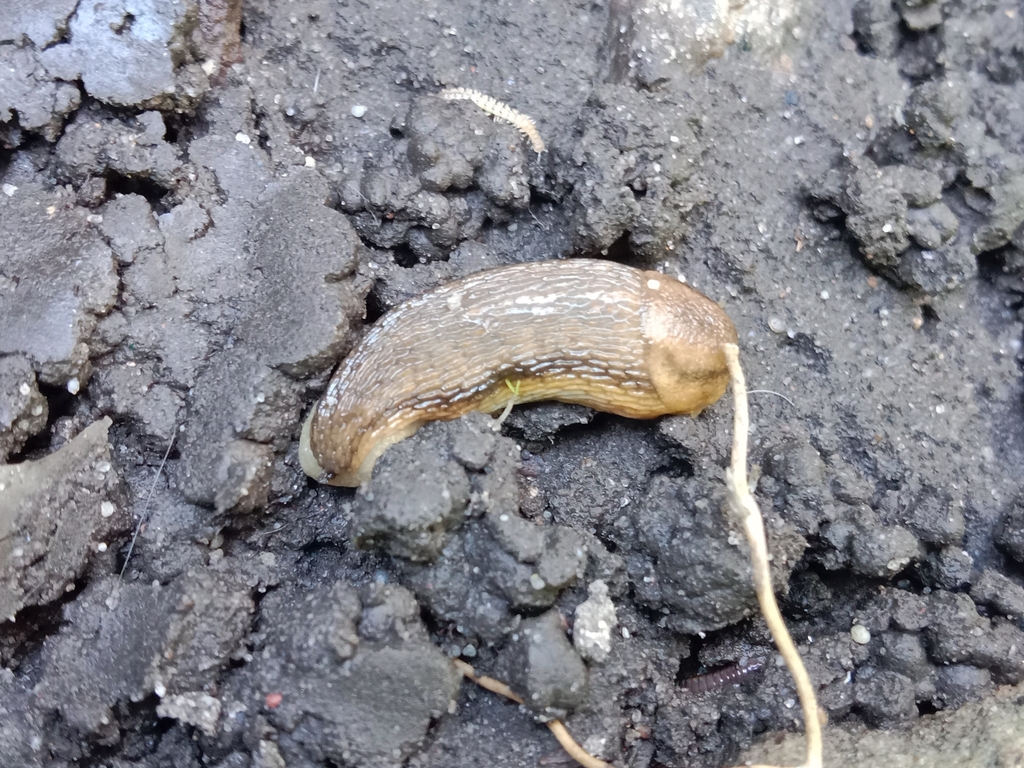 Rusty False-keeled Slug