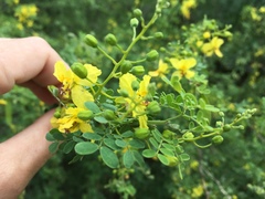 Parkinsonia texana macra