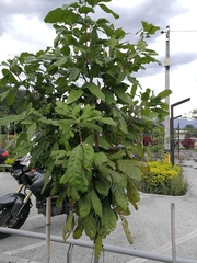 Melicoccus oliviformis