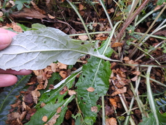 Adenocaulon chilense