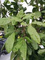 Melicoccus oliviformis