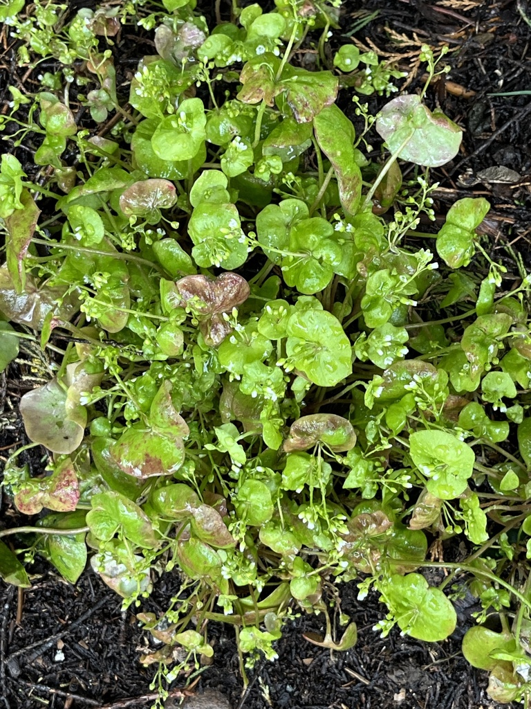 miner's lettuce from St Chads Wharf, York, England, GB on 28 April