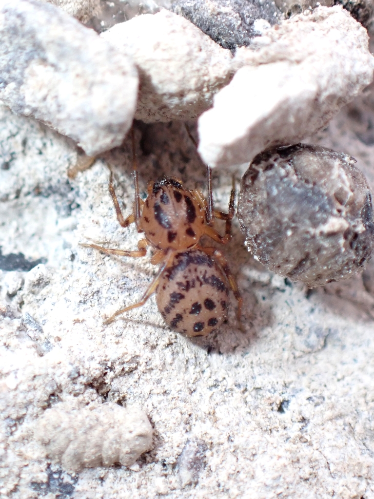 Scytodes canariensis