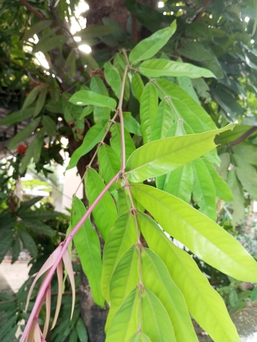 Saraca asoca
