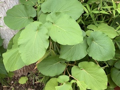 Piper auritum