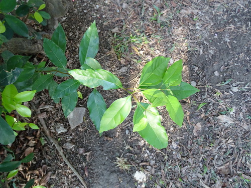 Cinnamomum camphora