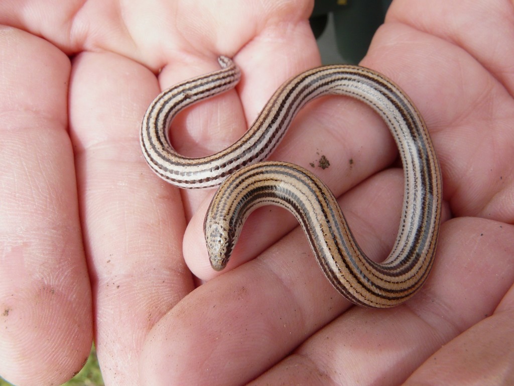 Latast's Snake Skink