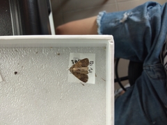 Hydrillodes nilgirialis