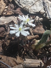 Anemonoides amurensis