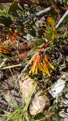 Tristerix penduliflorus