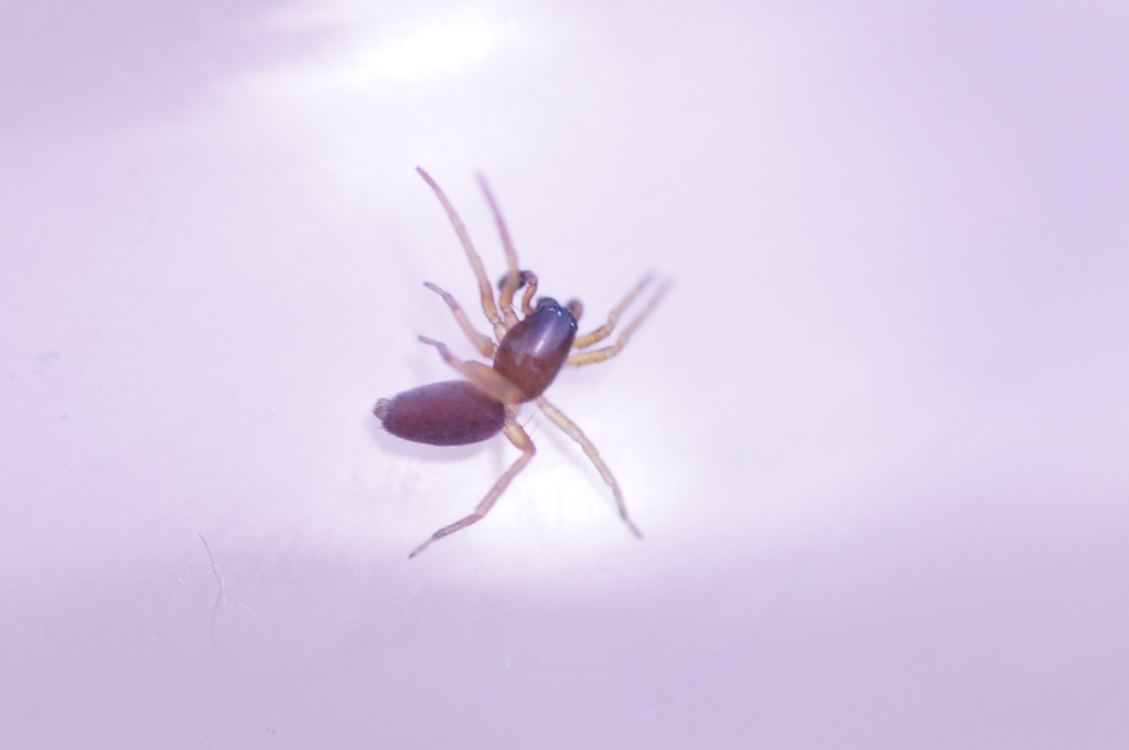 Clubiona subtilis