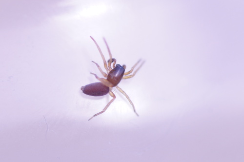 Clubiona subtilis