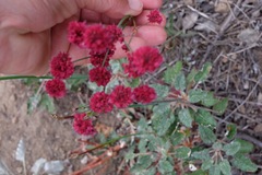 Eriogonum grande
