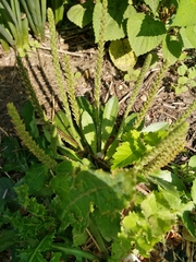 Plantago