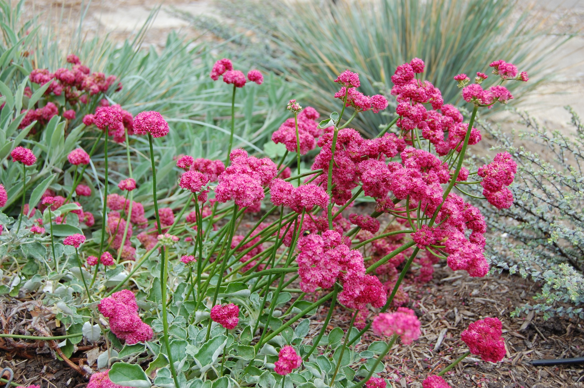 Eriogonum grande var. rubescens