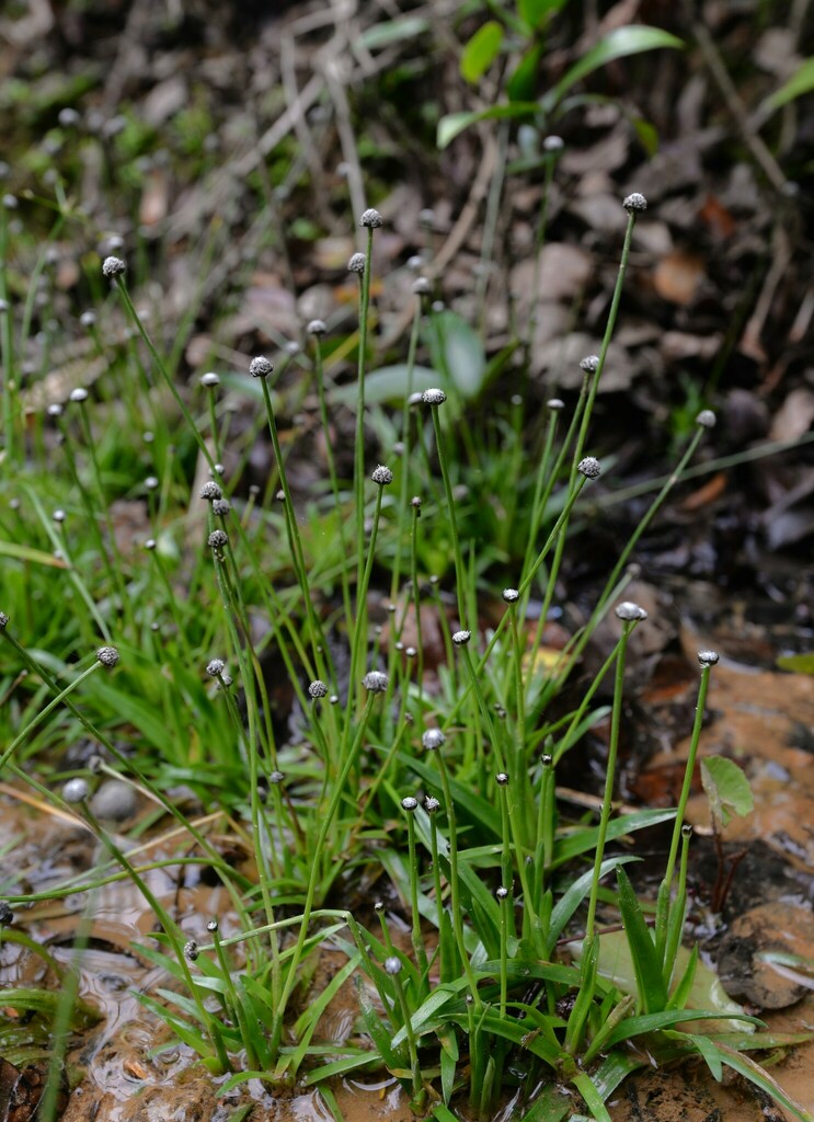 Eriocaulon nepalense