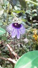 Passiflora amethystina