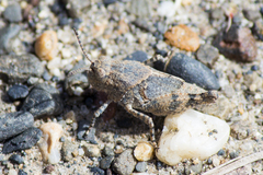 Trimerotropis occidentalis