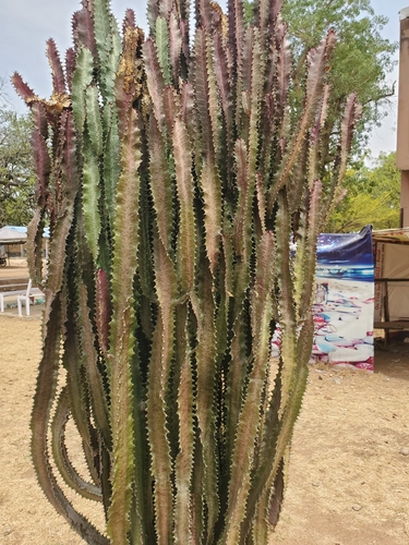 Foto de Candelabro