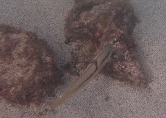 Halichoeres nicholsi