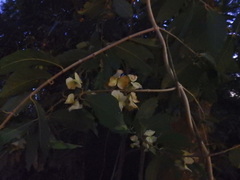 Hiraea fagifolia
