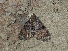 Metalectra richardsi