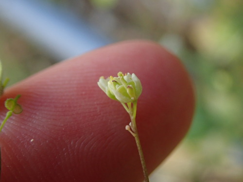 Image of Biscutella didyma by (c) Daniel Cahen, some rights reserved (CC BY)