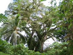Ficus prolixa