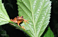 Dendropsophus sartori