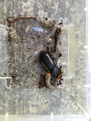 Pharochilus rugiceps