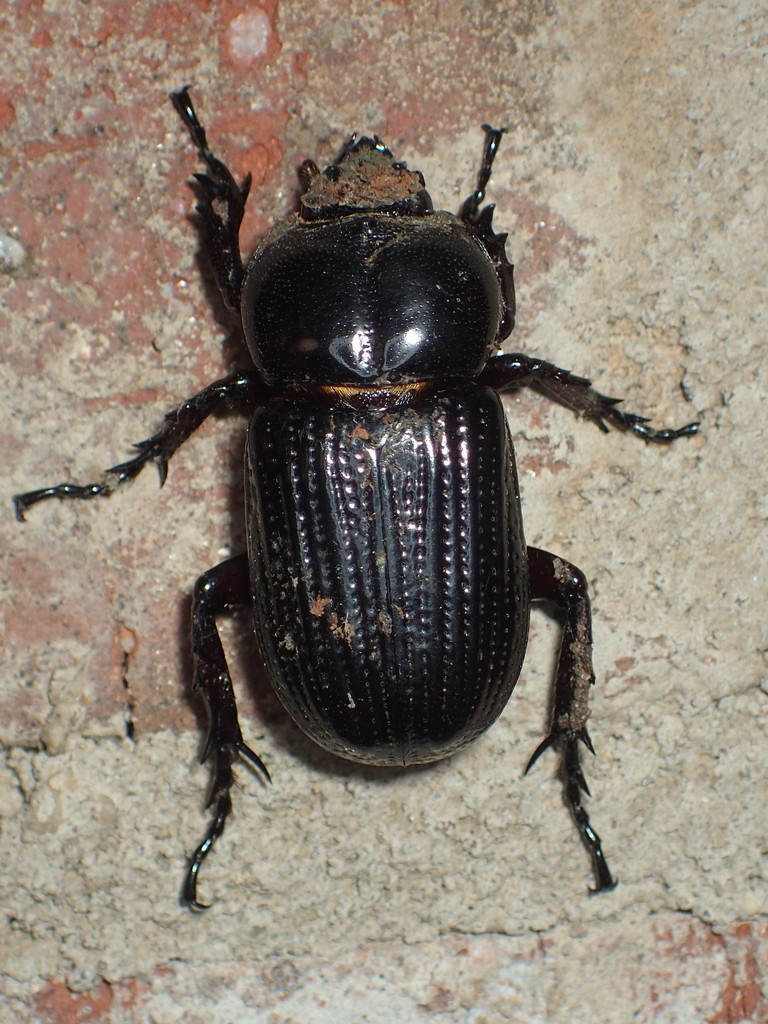 Phileurus valgus