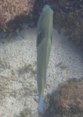 Halichoeres nicholsi
