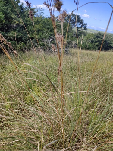 Foto de Citronela