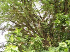 Ficus prolixa