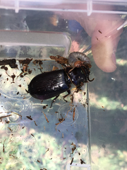 Pharochilus rugiceps