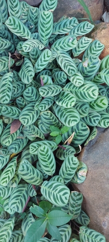 Maranta Burle Marx