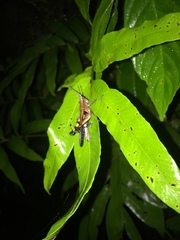 Xiphiola cyanoptera