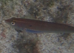 Halichoeres dispilus