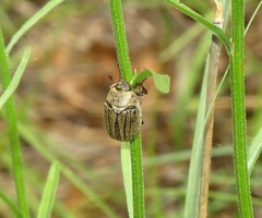 Phyllophaga lanceolata
