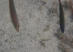 Halichoeres dispilus